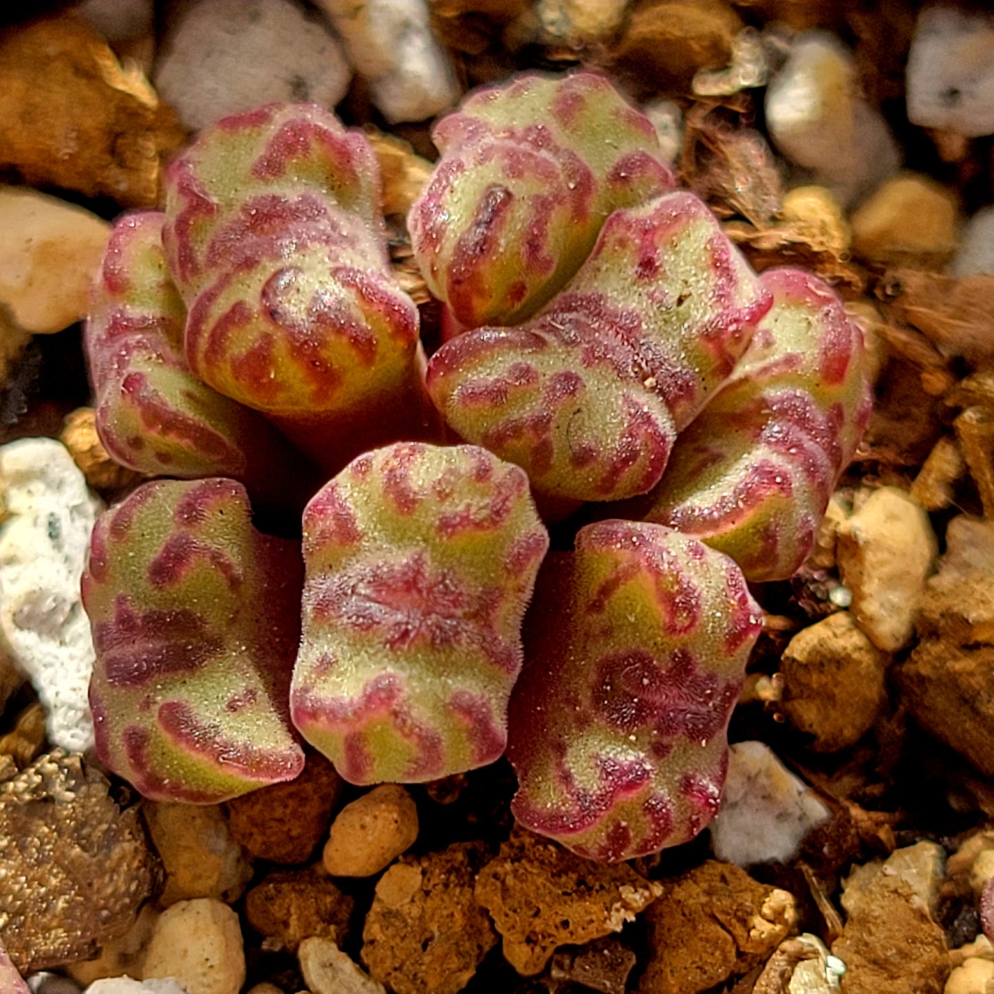 Conophytum Obcordellum Rolfii CR1004 Cluster TINY SIZE