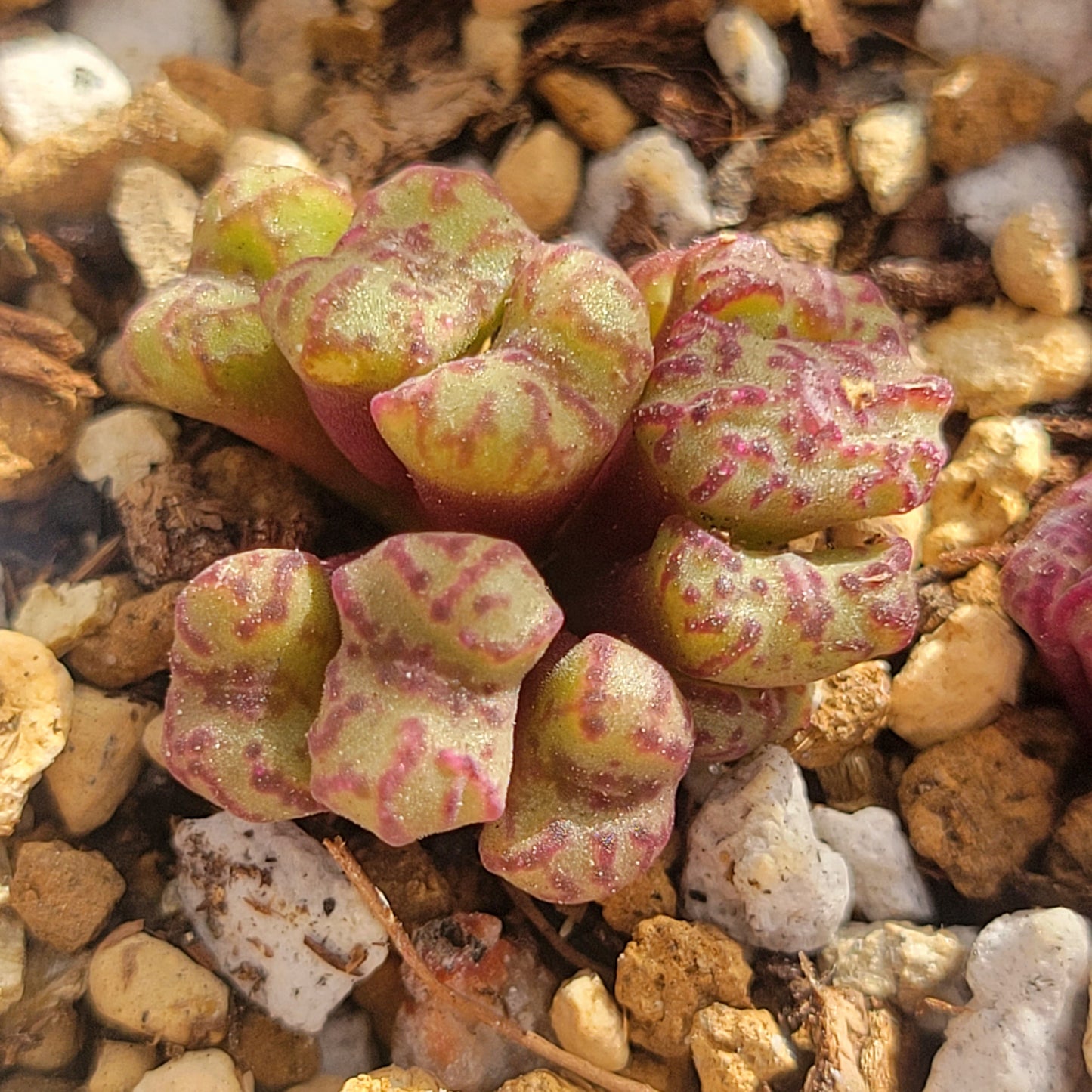 Conophytum Obcordellum Rolfii CR1004 Cluster TINY SIZE