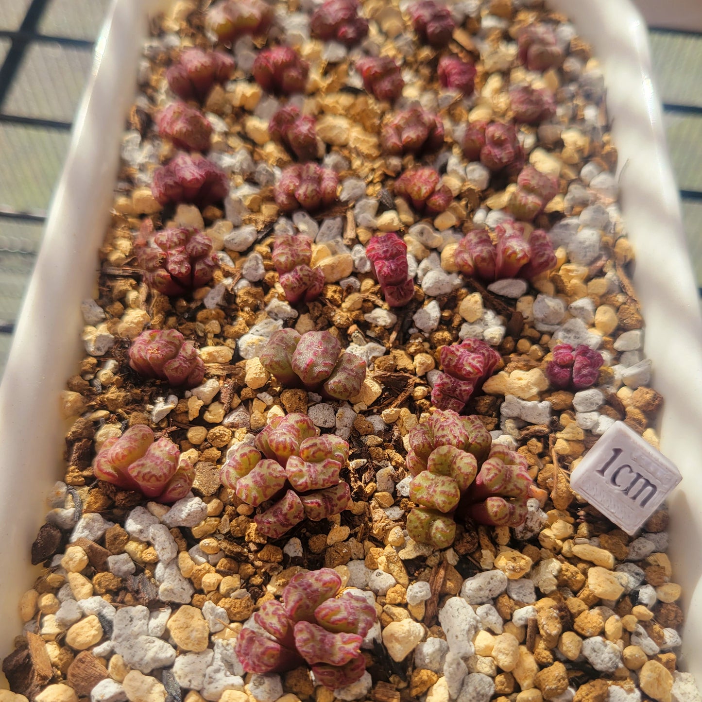 Conophytum Obcordellum Rolfii CR1004 Cluster TINY SIZE