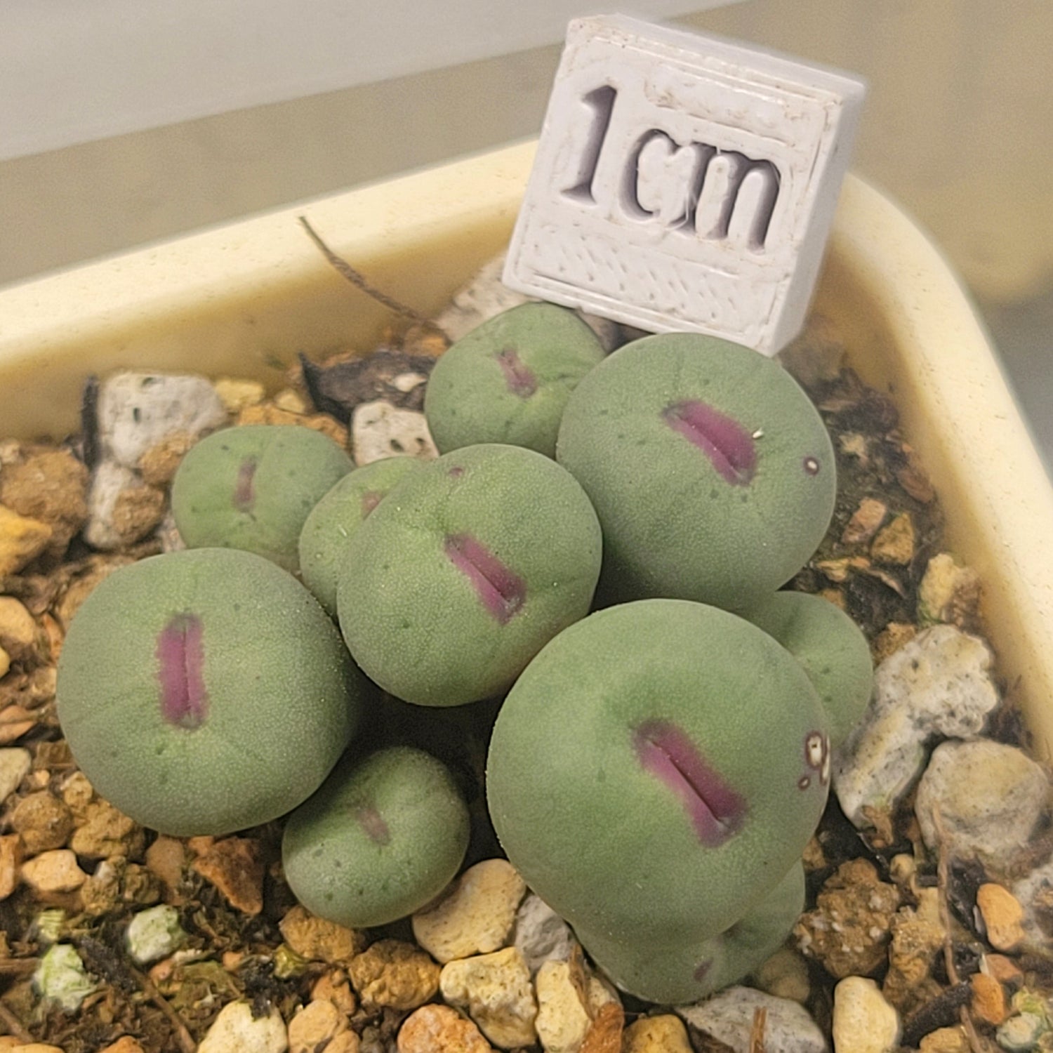 pageae succulent Conophytum Pageae SB1195 – La Succuland