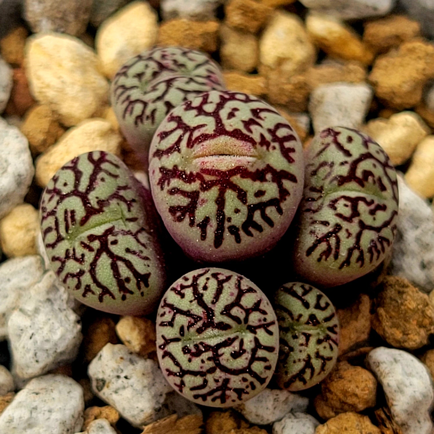 Conophytum Minimum Wittebergense RR714 2H/3H/Cluster – La ...