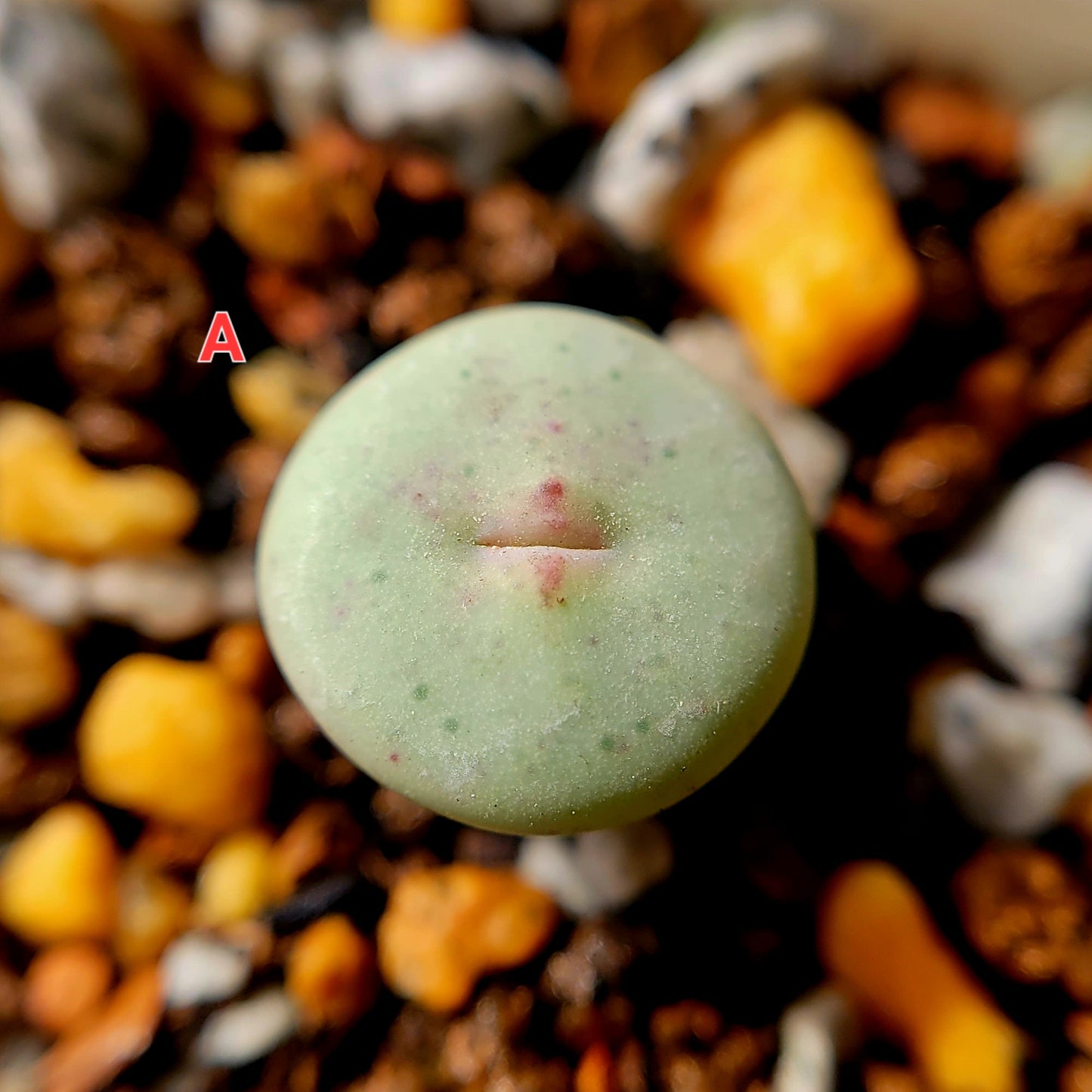 Conophytum Stevens Jonesianum