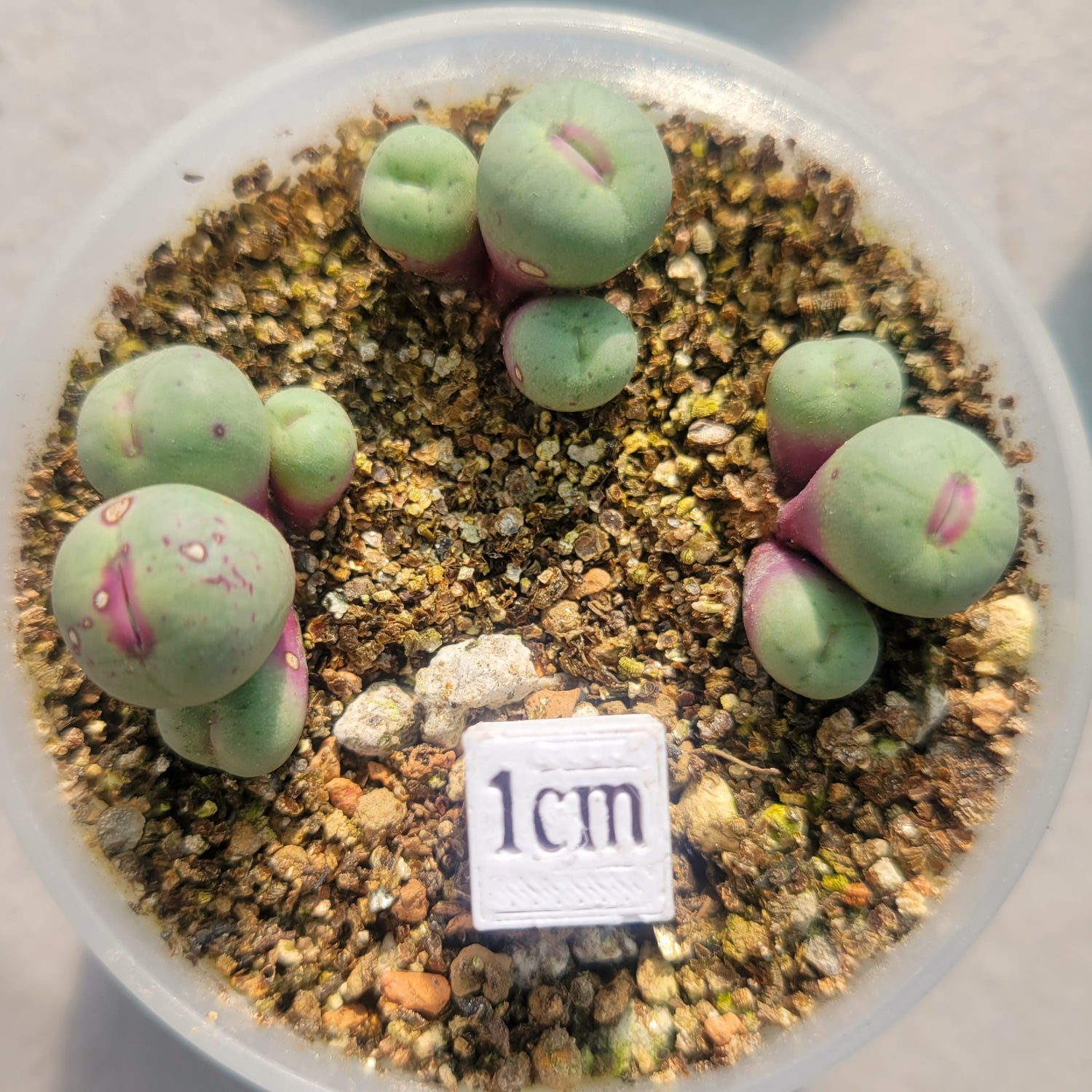 conophytum pageae a small succulent Conophytum Pageae SB1195 – La Succuland