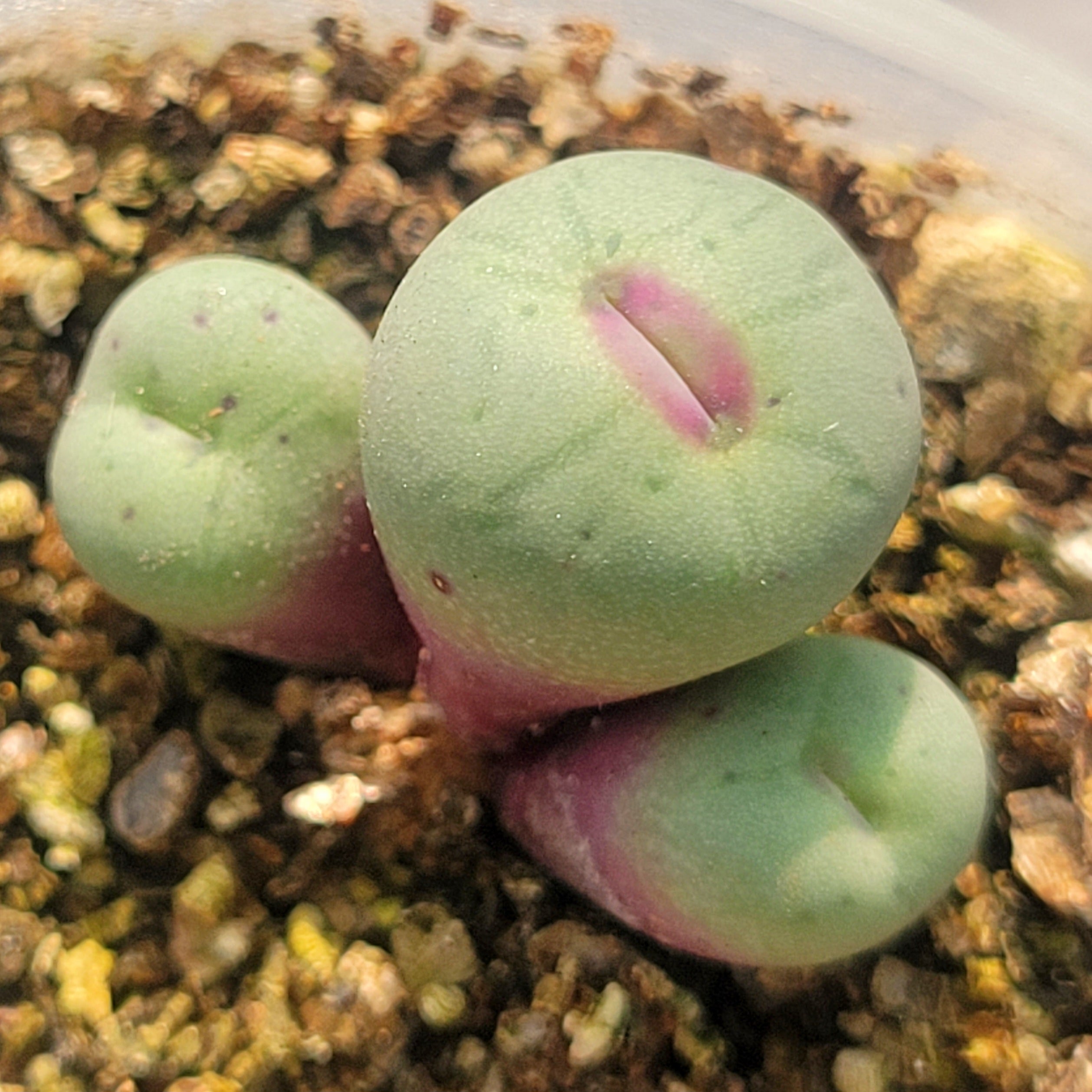 Conophytum Pageae SB1195 – La Succuland