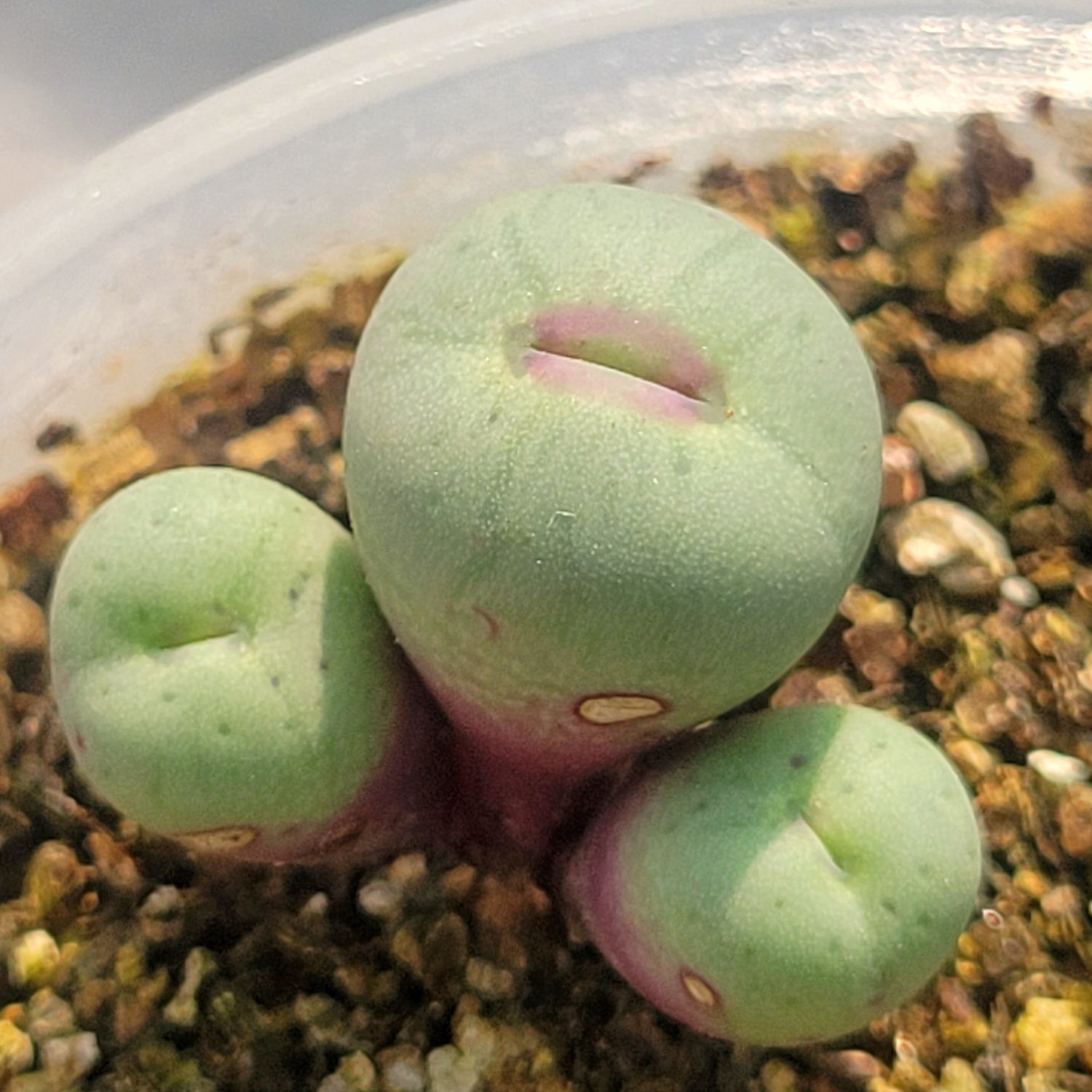 pageae succulent Conophytum Pageae SB1195 – La Succuland