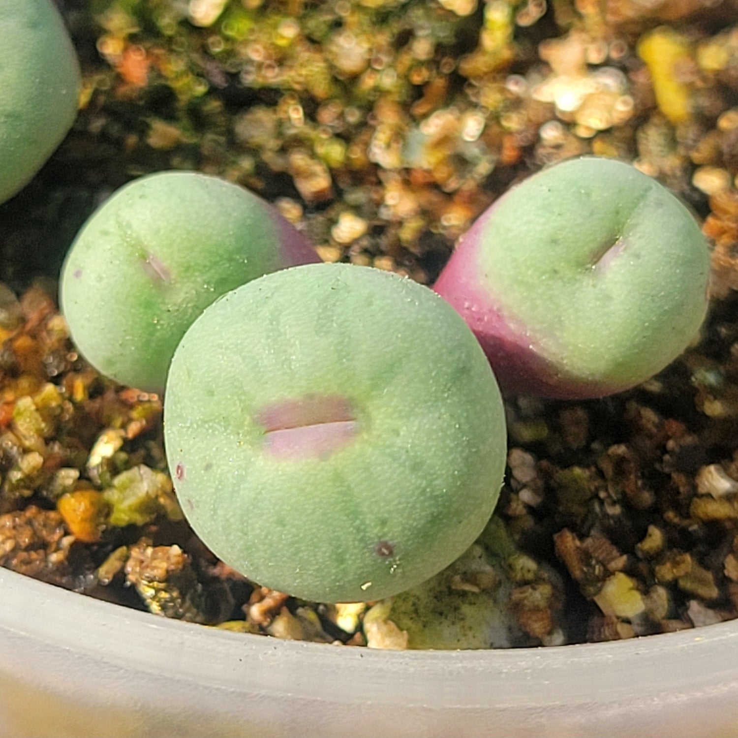 conophytum pageae a small succulent Conophytum Pageae SB1195 – La Succuland