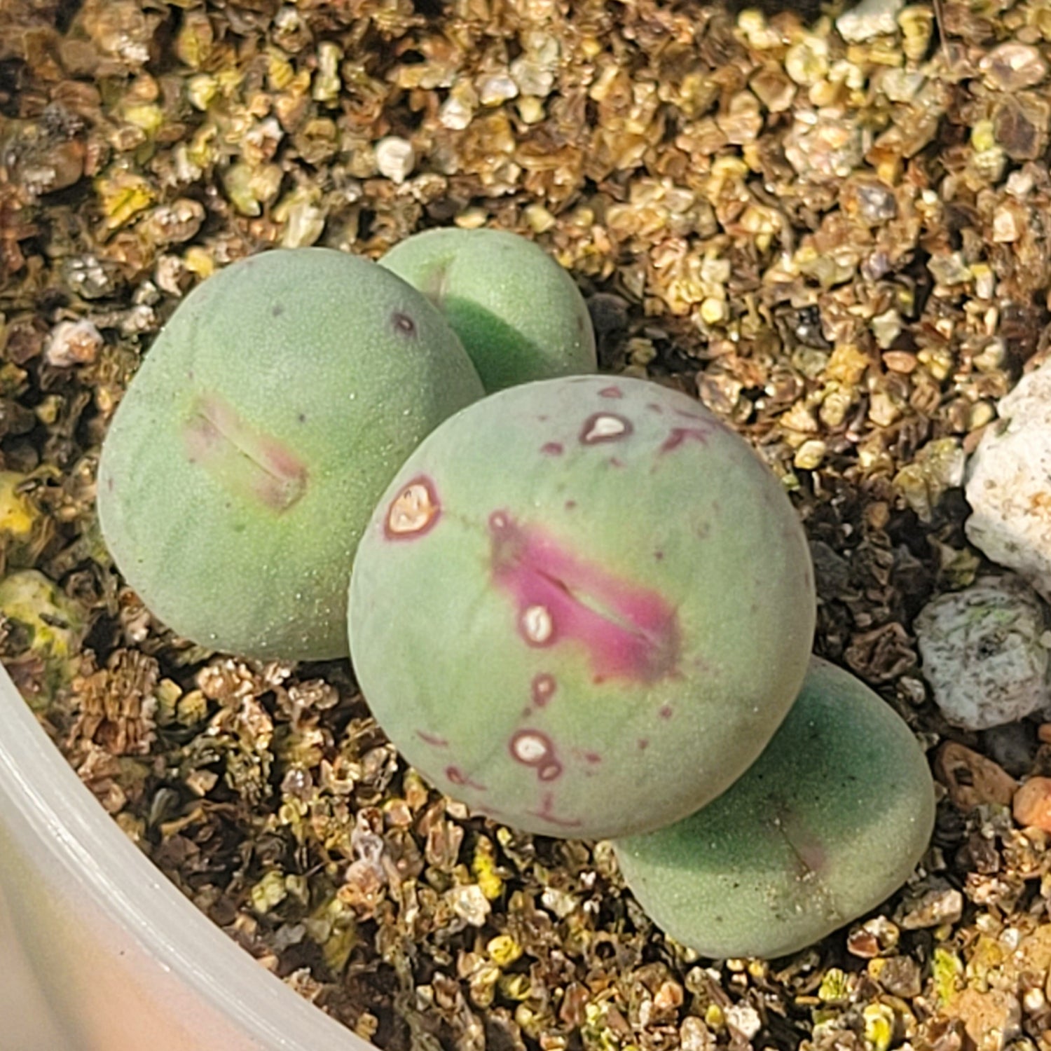 pageae succulent Conophytum Pageae SB1195 – La Succuland