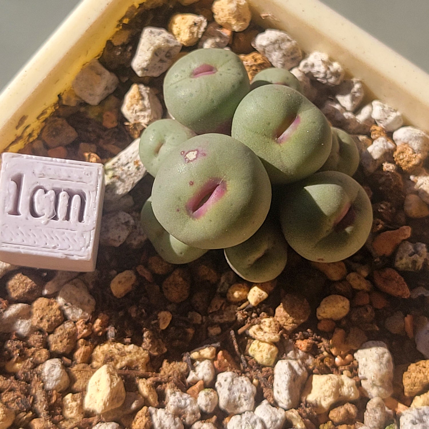 conophytum pageae succulent Conophytum Pageae SB1195 – La Succuland