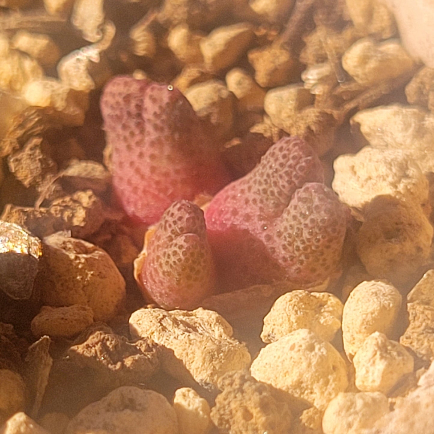 Conophytum Marginatum ARM955D 3-Heads