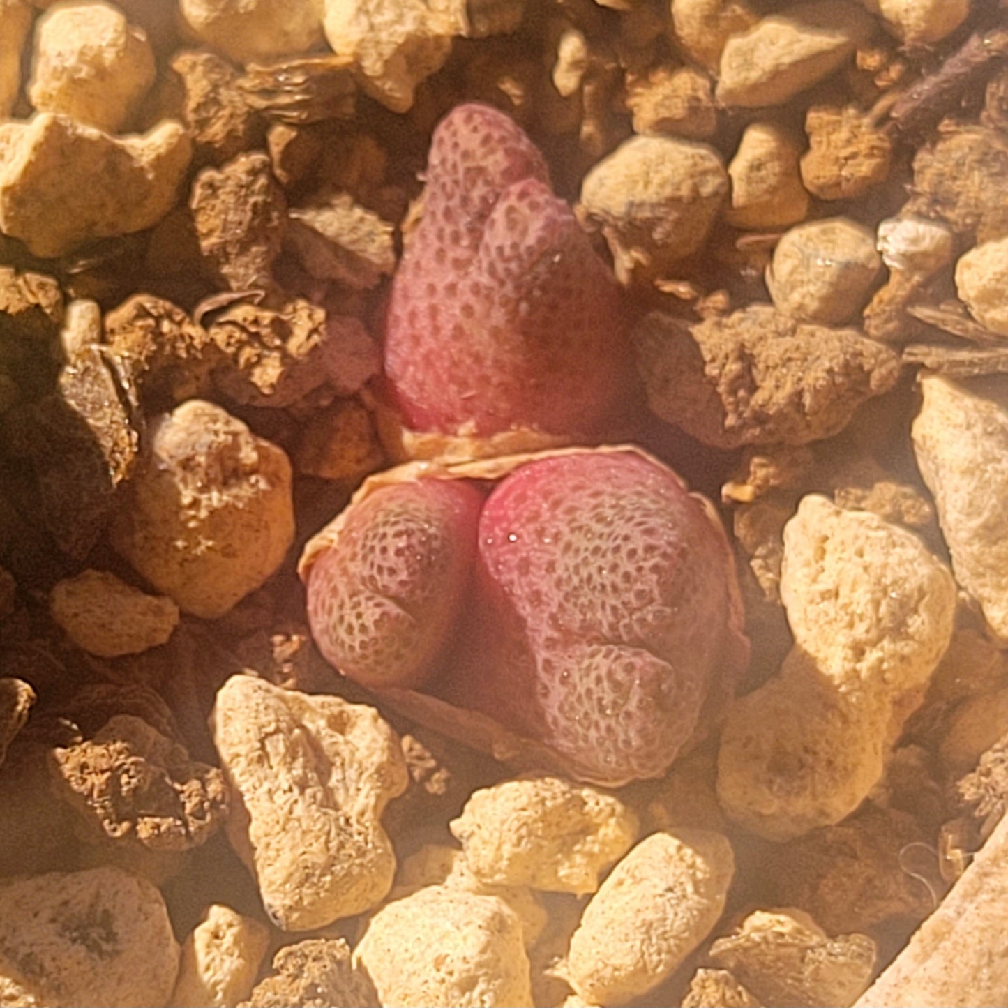 Conophytum Marginatum ARM955D 3-Heads