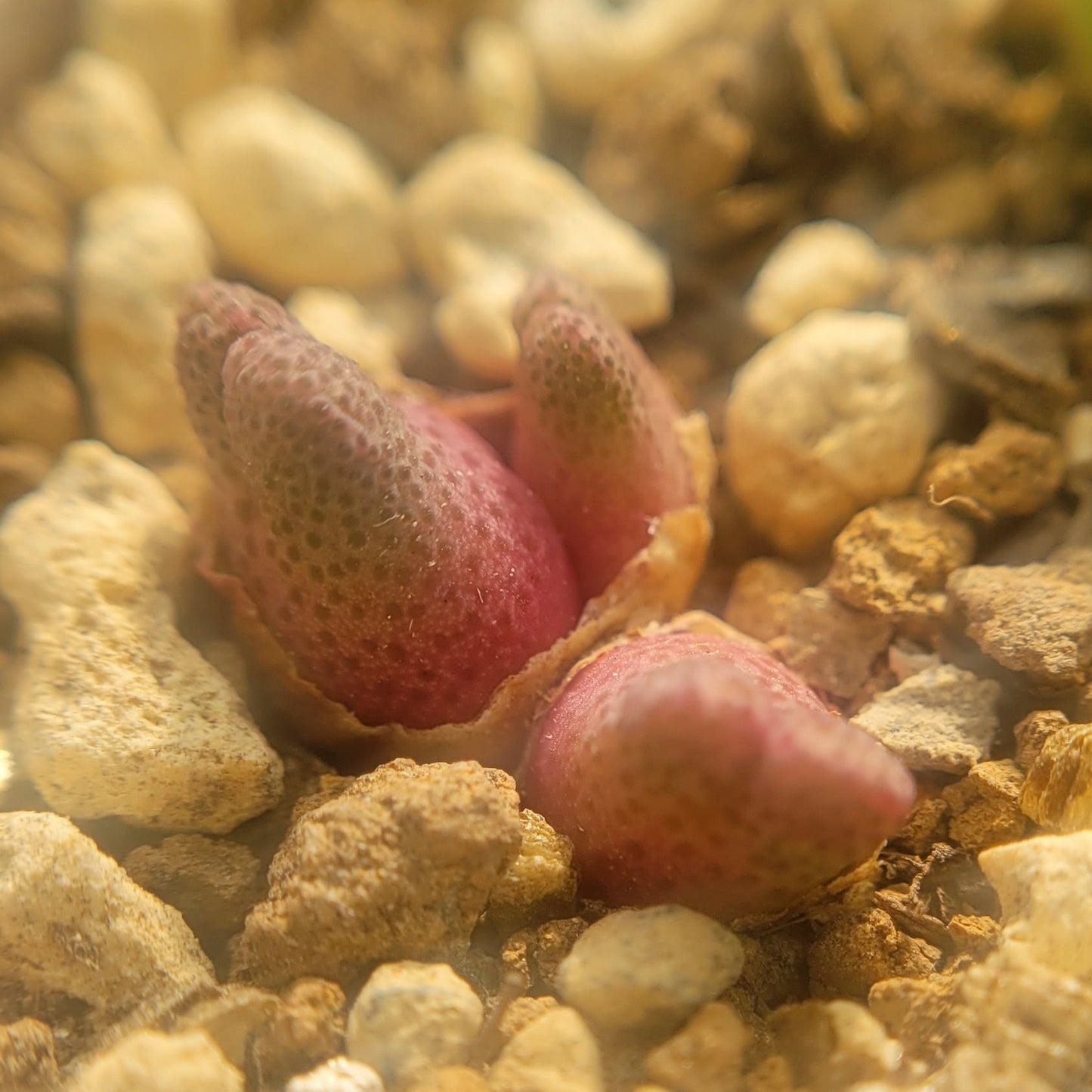 Conophytum Marginatum ARM955D 3-Heads