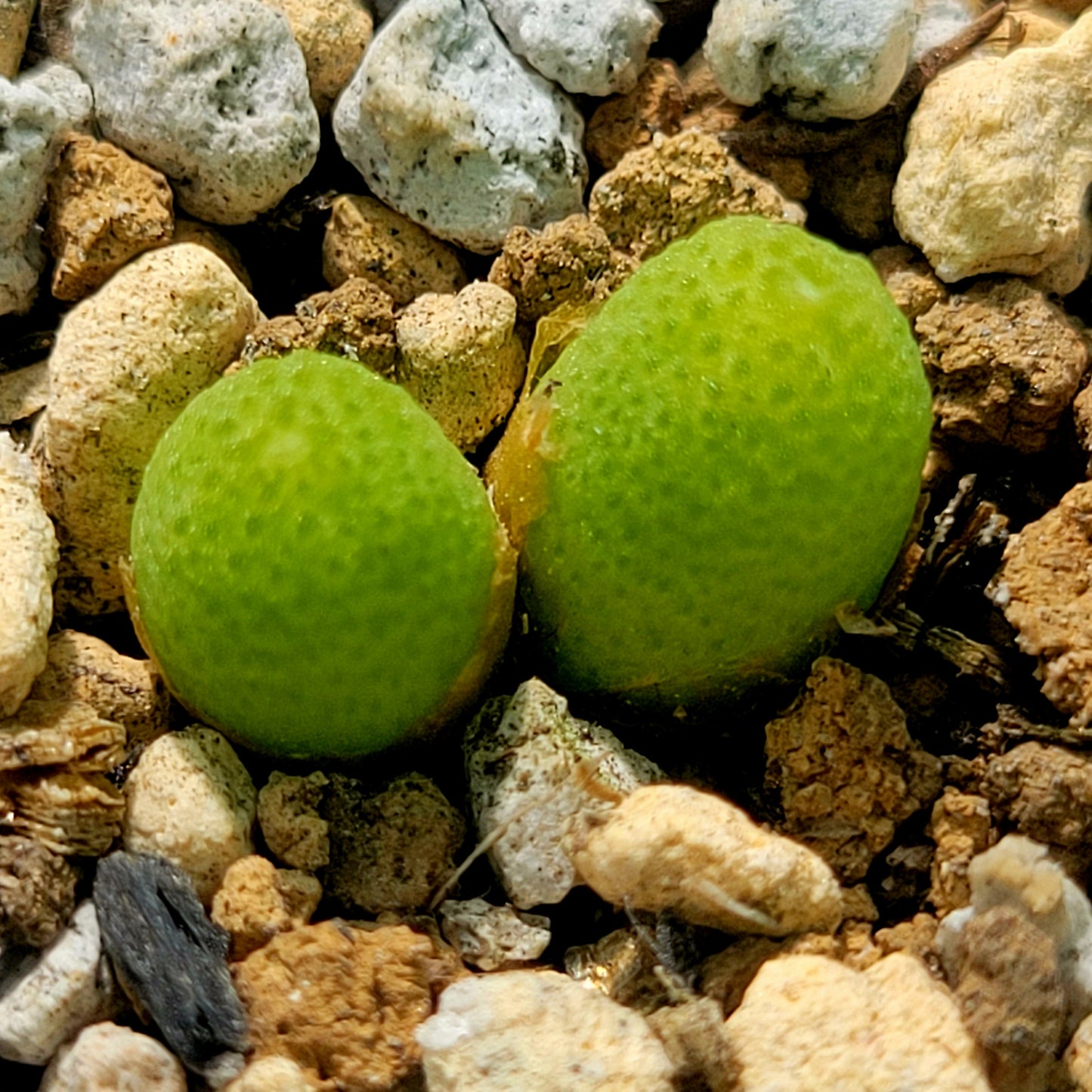 Conophytum Vanheerdei (1 to 3 heads)