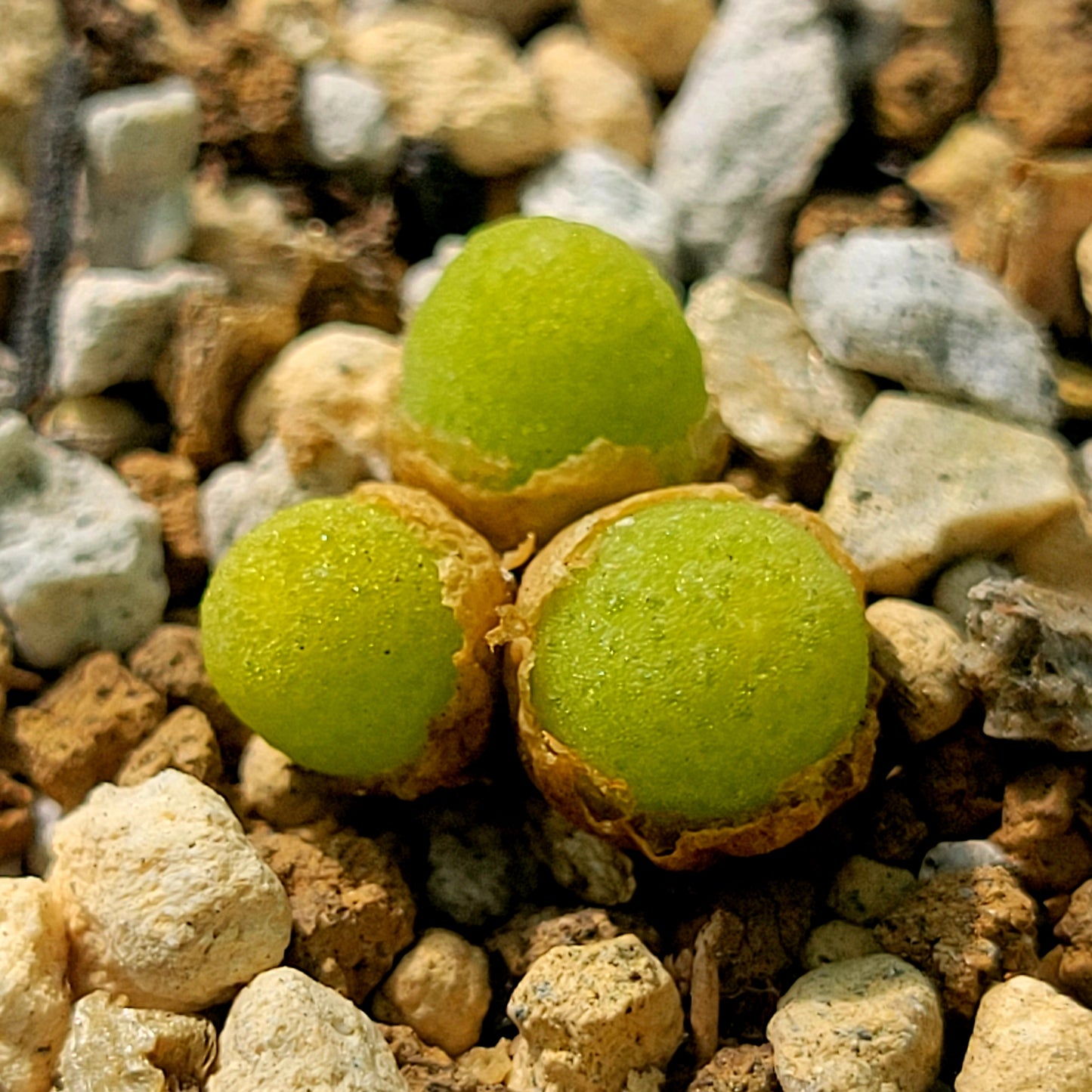 Conophytum Vanheerdei (1 to 3 heads)