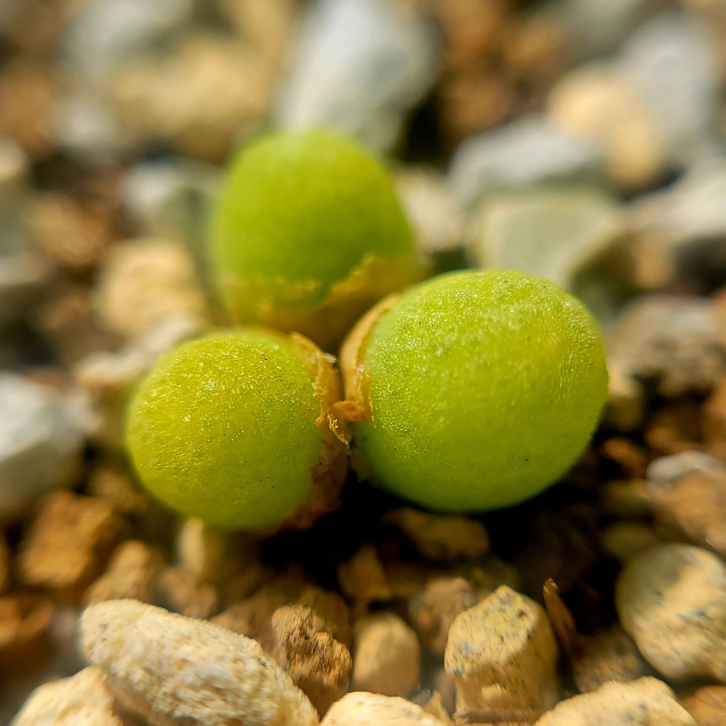 Conophytum Vanheerdei (1 to 3 heads)