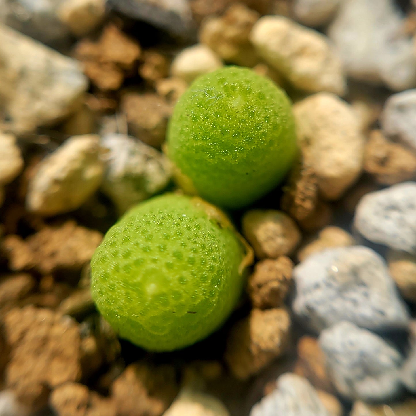 Conophytum Vanheerdei (1 to 3 heads)