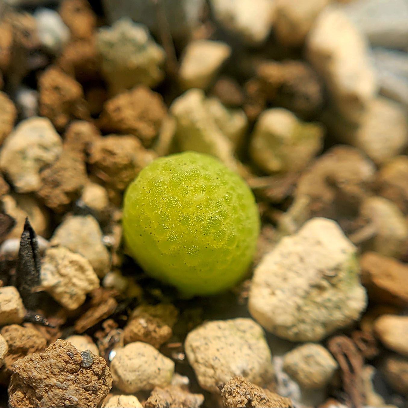 Conophytum Vanheerdei (1 to 3 heads)