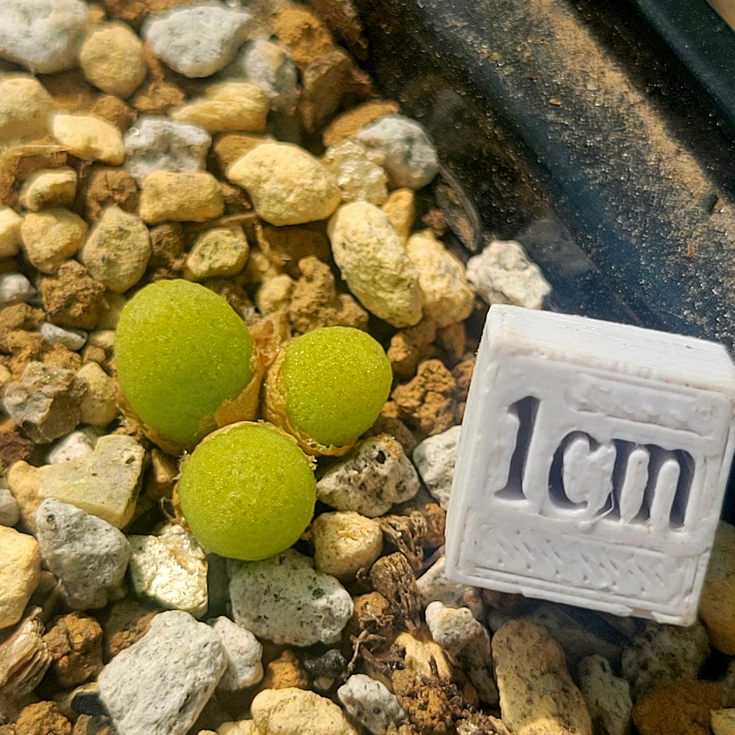 Conophytum Vanheerdei (1 to 3 heads)