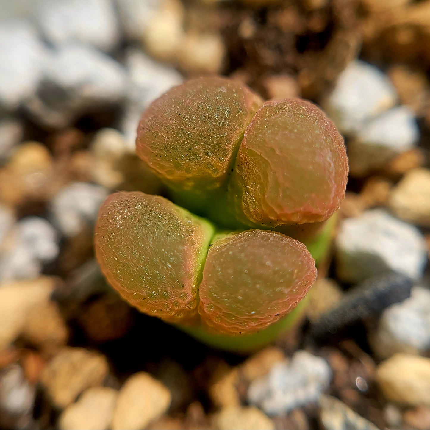 Conophytum Limpidum #MG1453.9 Mother Plants