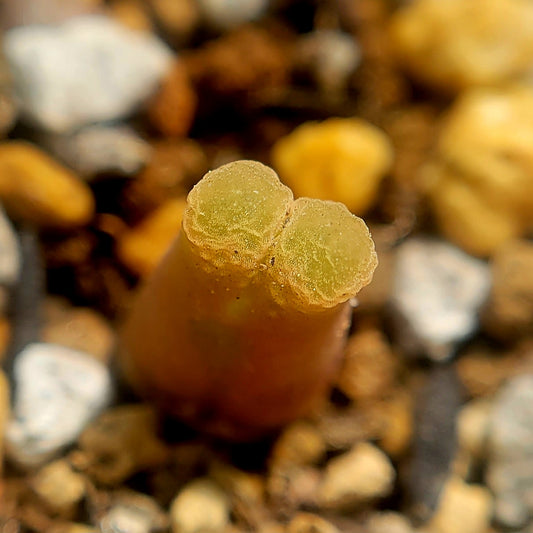 Conophytum Limpidum #MG1453.9 Mother Plants