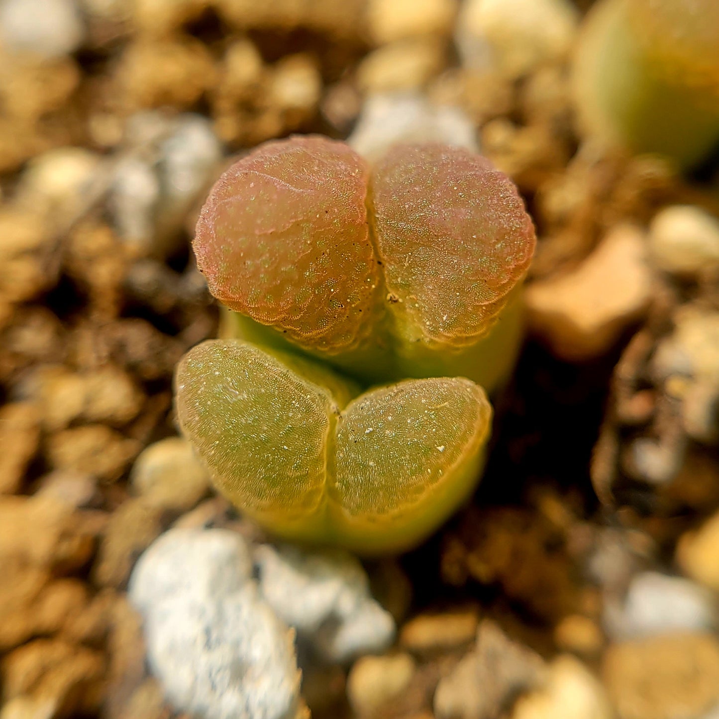 Conophytum Limpidum #MG1453.9 Mother Plants