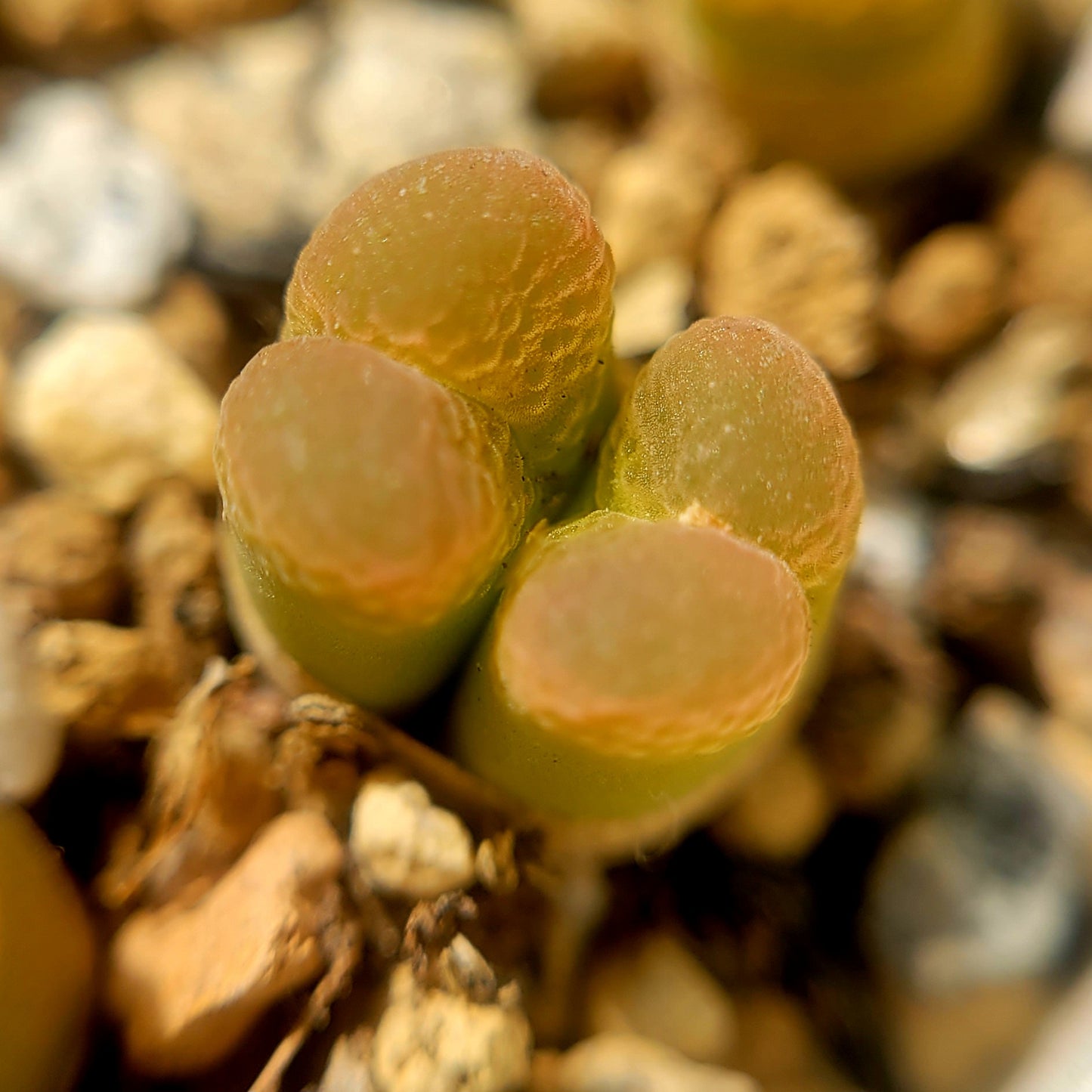 Conophytum Limpidum #MG1453.9 Mother Plants