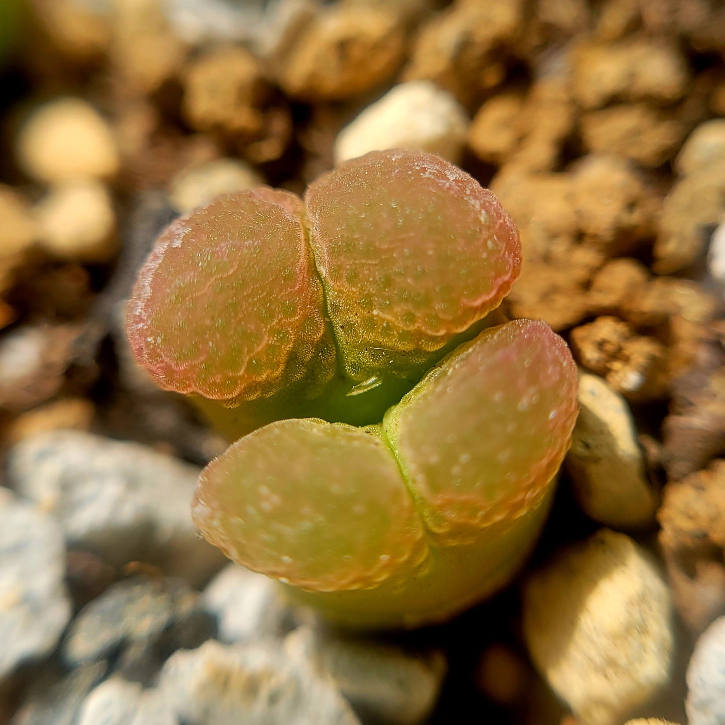 Conophytum Limpidum #MG1453.9 Mother Plants