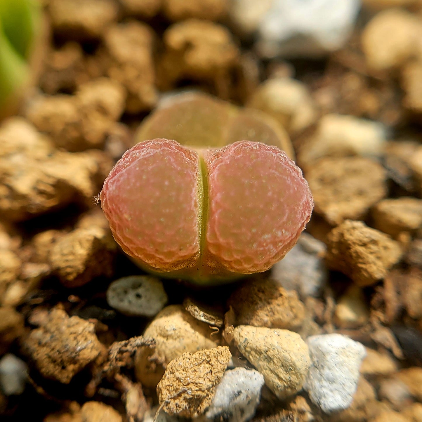 Conophytum Limpidum #MG1453.9 Mother Plants