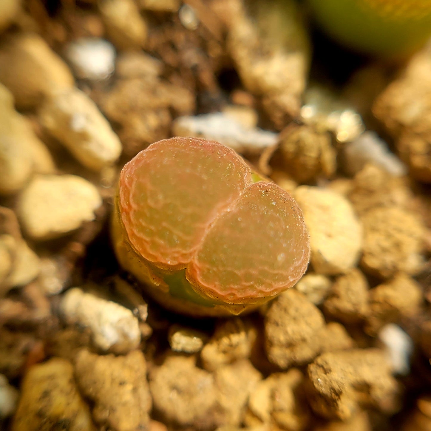 Conophytum Limpidum #MG1453.9 Mother Plants