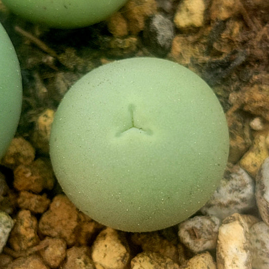 Conophytum Calculus Trident/Mutated Size 1.10cm+