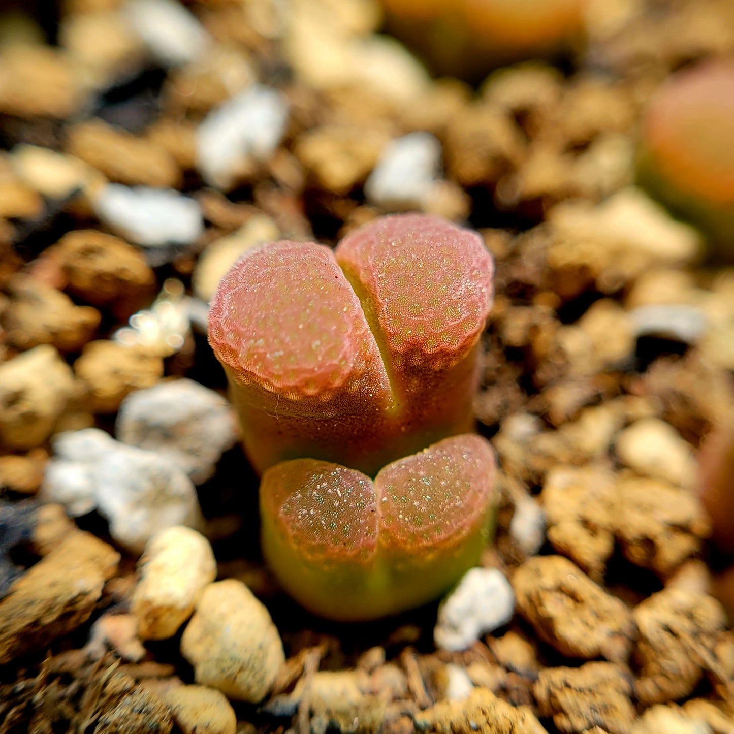 Conophytum Limpidum #MG1453.9 Mother Plants