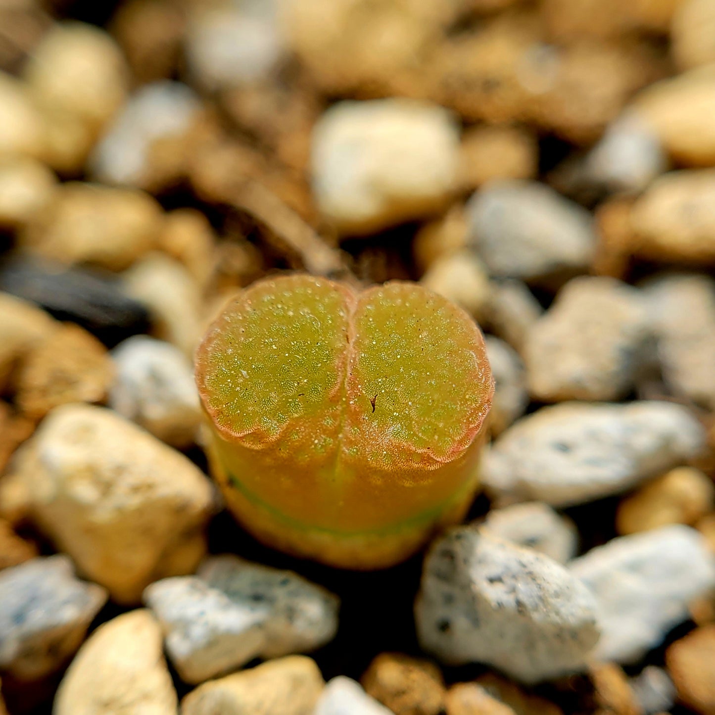 Conophytum Limpidum #MG1453.9 Mother Plants