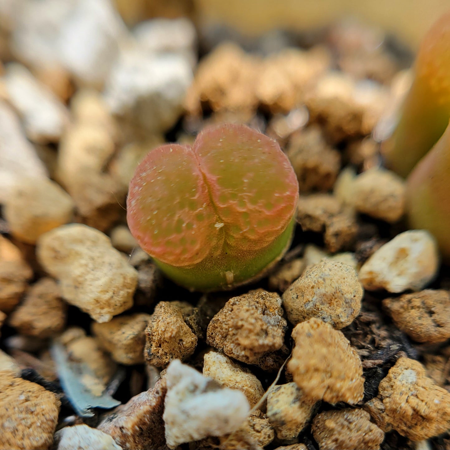 Conophytum Limpidum #MG1453.9 Mother Plants