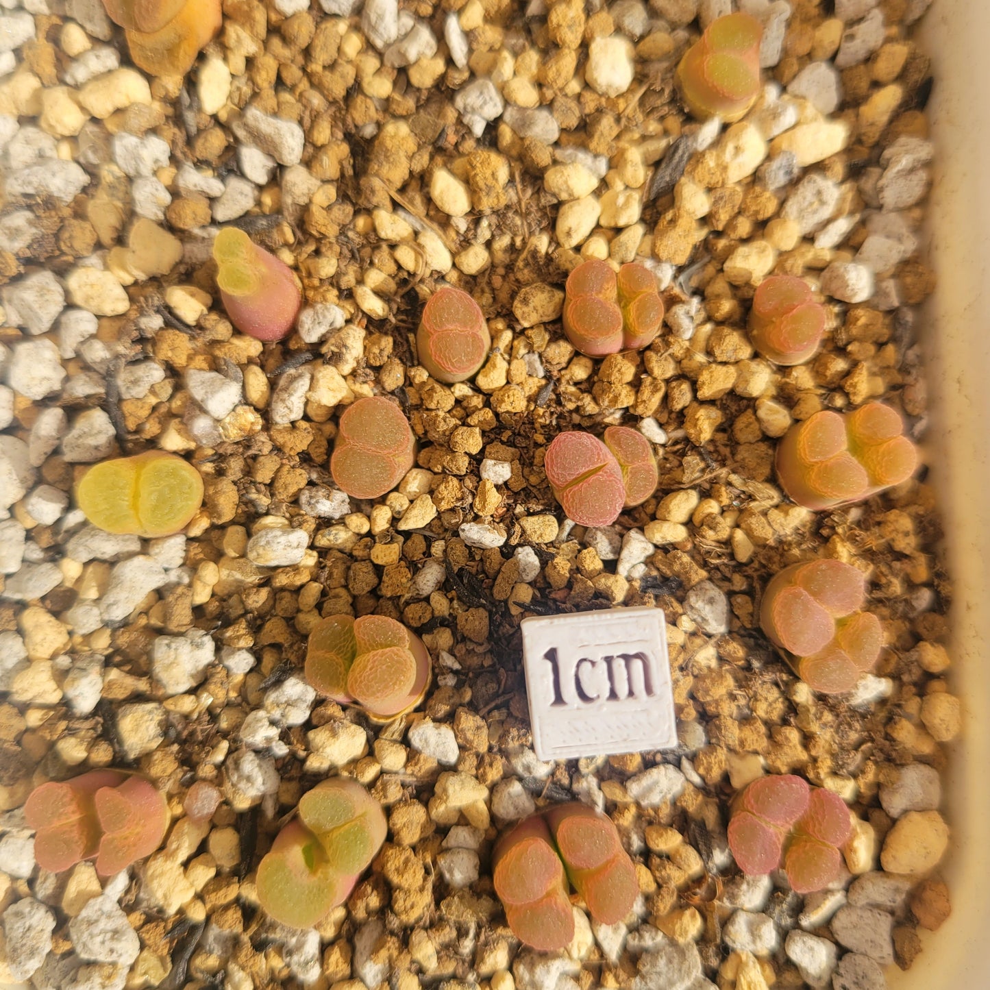 Conophytum Limpidum #MG1453.9 Mother Plants