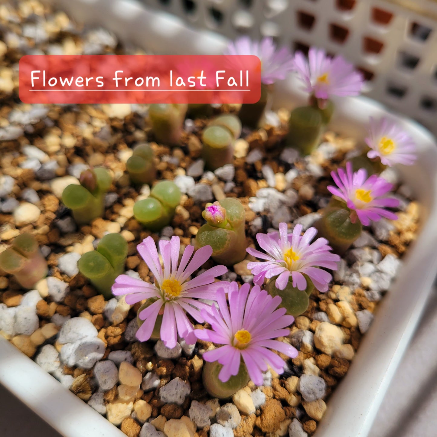 Conophytum Limpidum #MG1453.9 Mother Plants