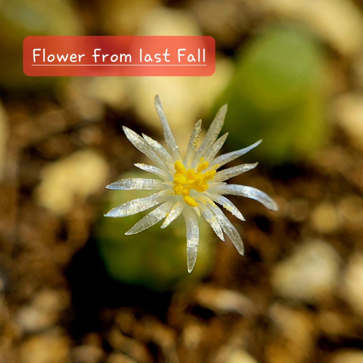 Conophytum Acutum