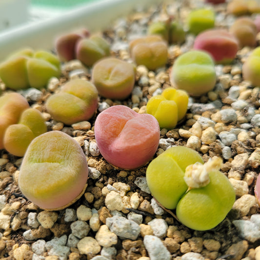 Conophytum Subfensetratum / Pillansii Mother Plant