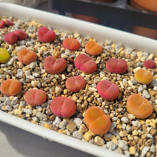 Conophytum Maughanii MG#1801.1 "Flat Peach" Mother Plants