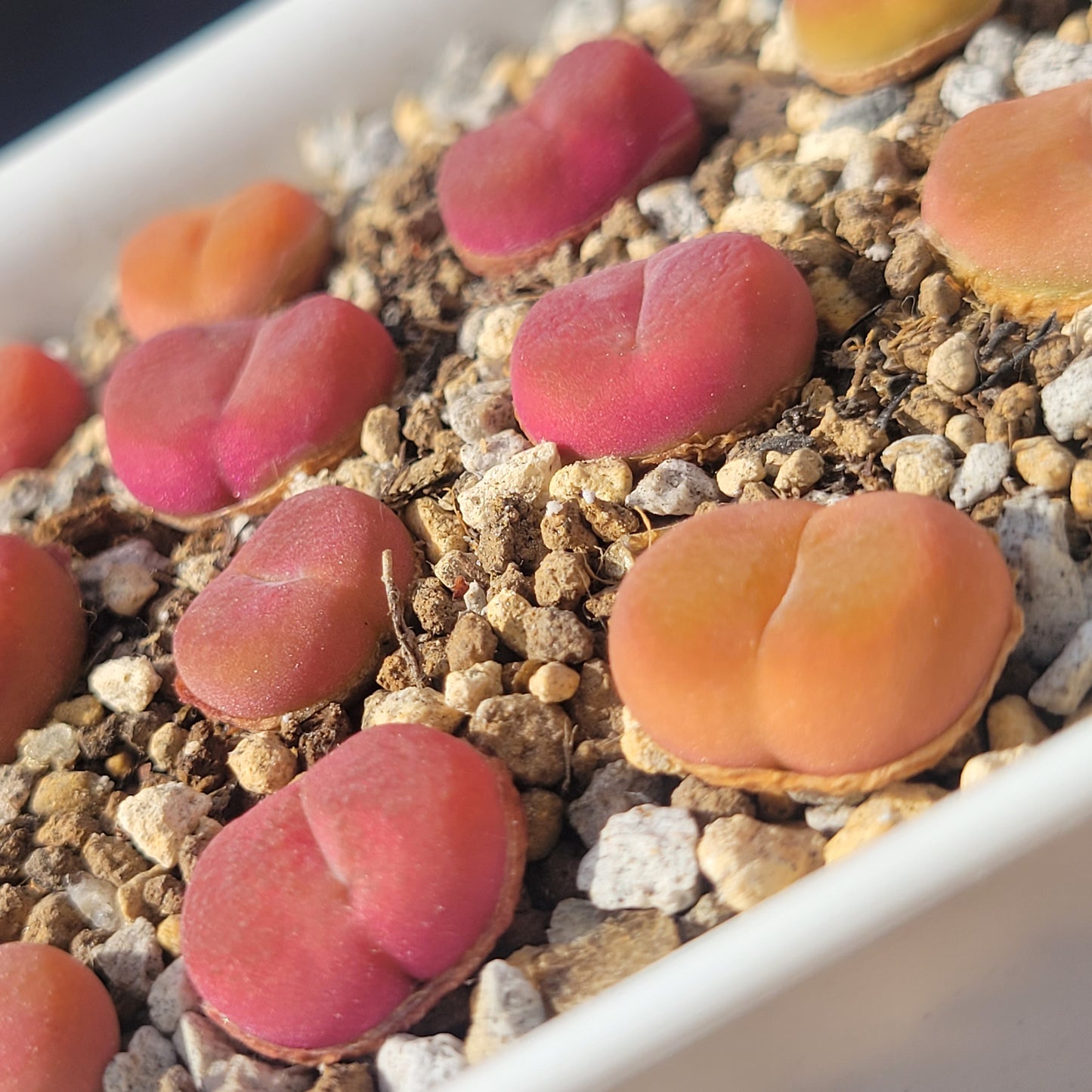 Conophytum Maughanii MG#1801.1 "Flat Peach" Mother Plants