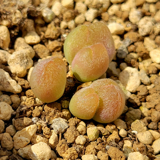 Conophytum Gibbaeum Pilosulum Cluster (long hair)