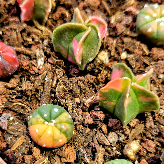 Astrophytum Asterias or Astrophytum Myriostigma ALL Variegated