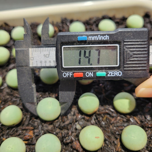 Conophytum Calculus Size 1.40cm+
