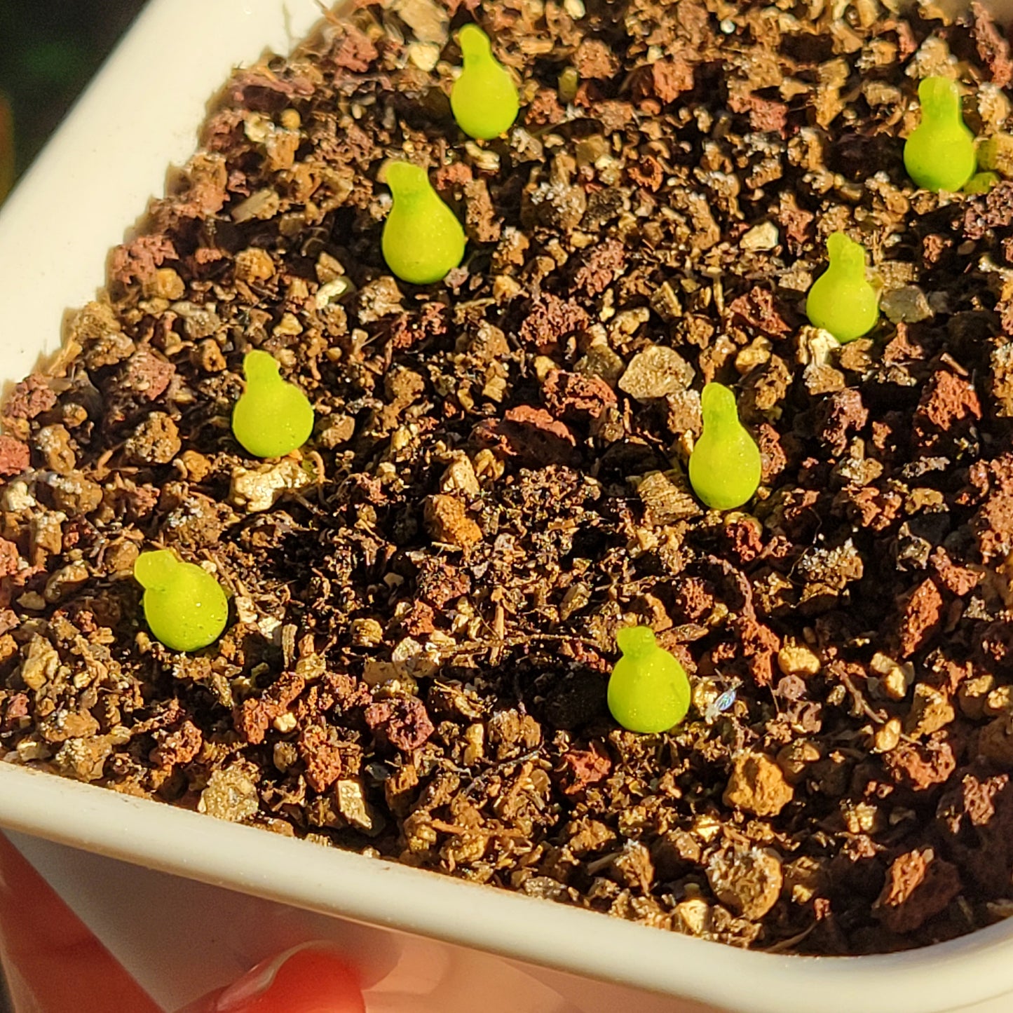 Conophytum Achabense TINY SIZE