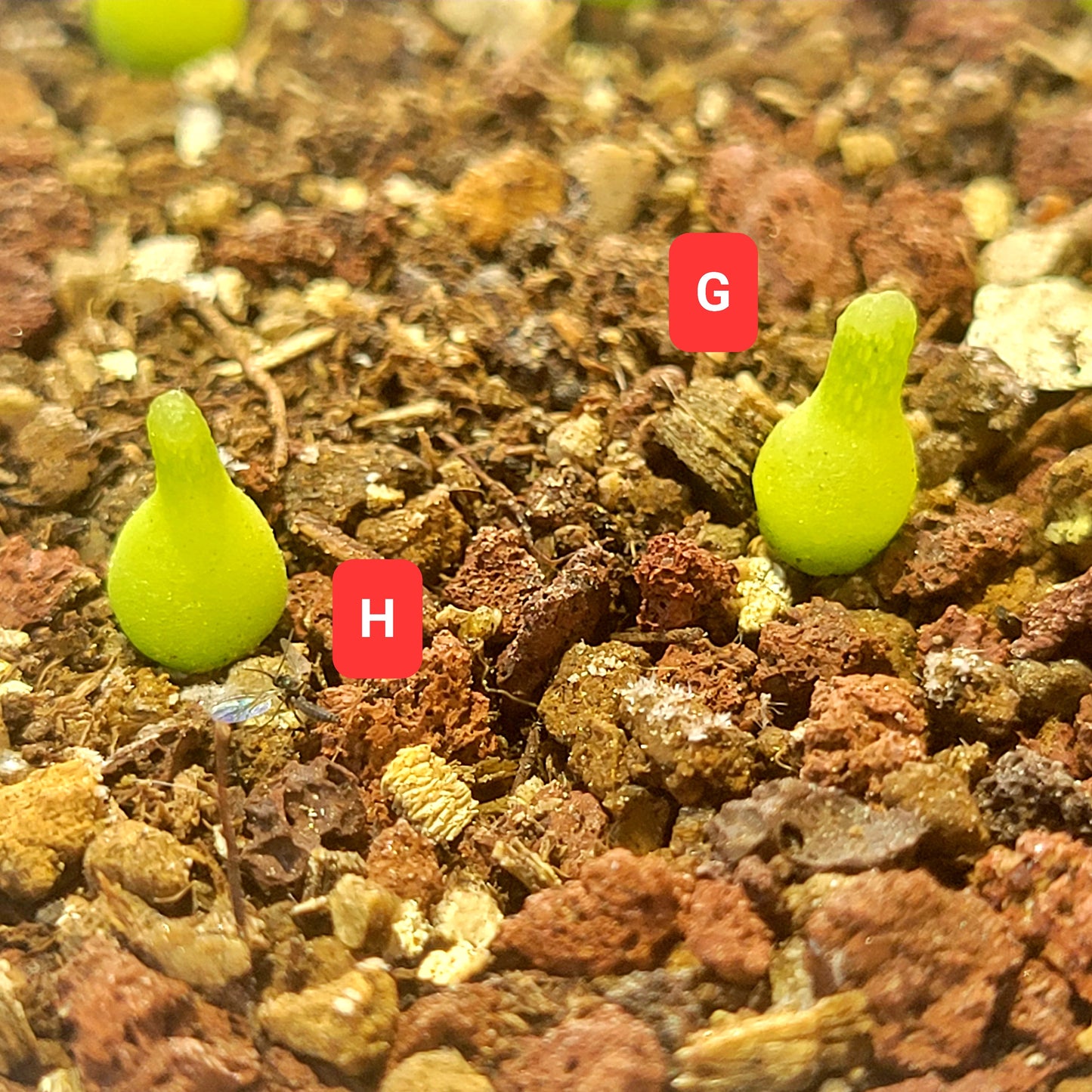 Conophytum Achabense TINY SIZE