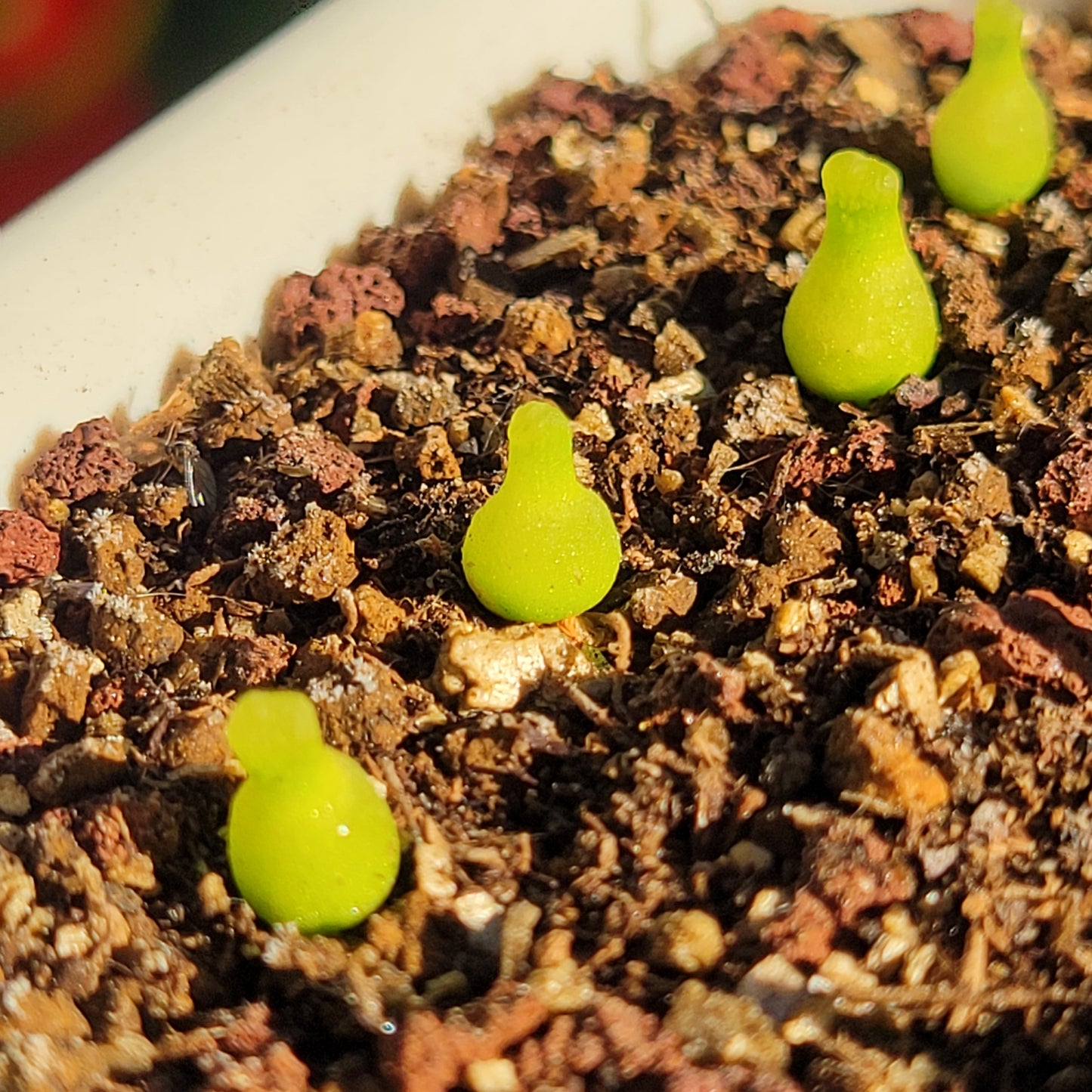 Conophytum Achabense TINY SIZE