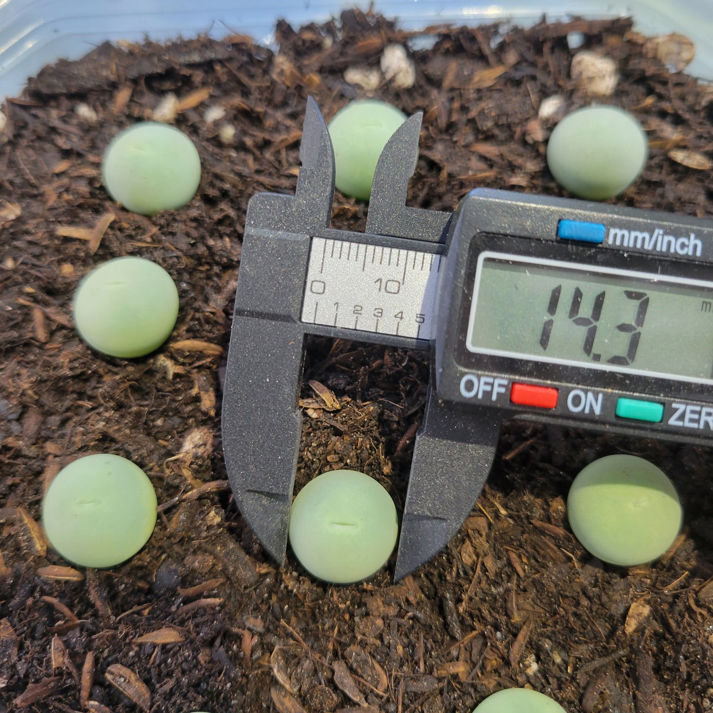 cono succulent Conophytum Calculus LIVE PLANT 1.20cm