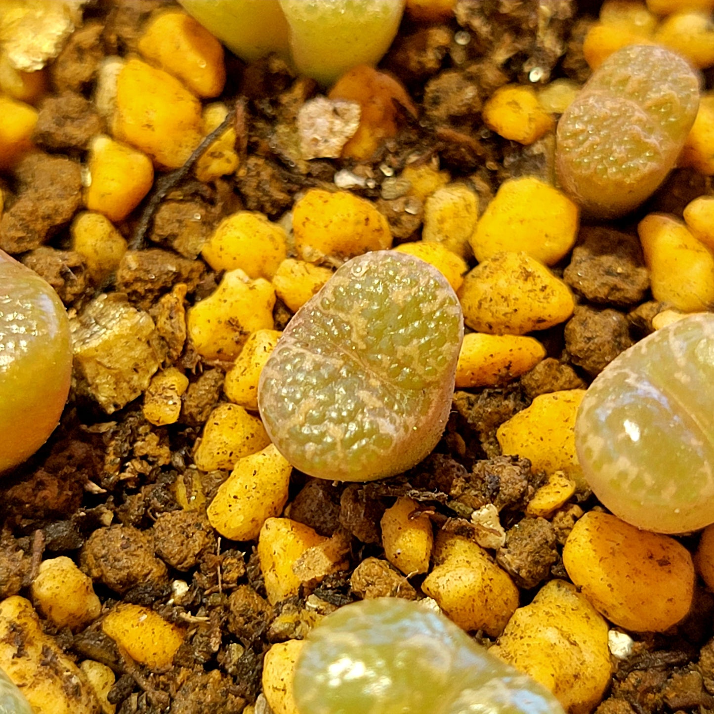 Conophytum Pellucidum 3km Kweekfontein Multiple Heads Available