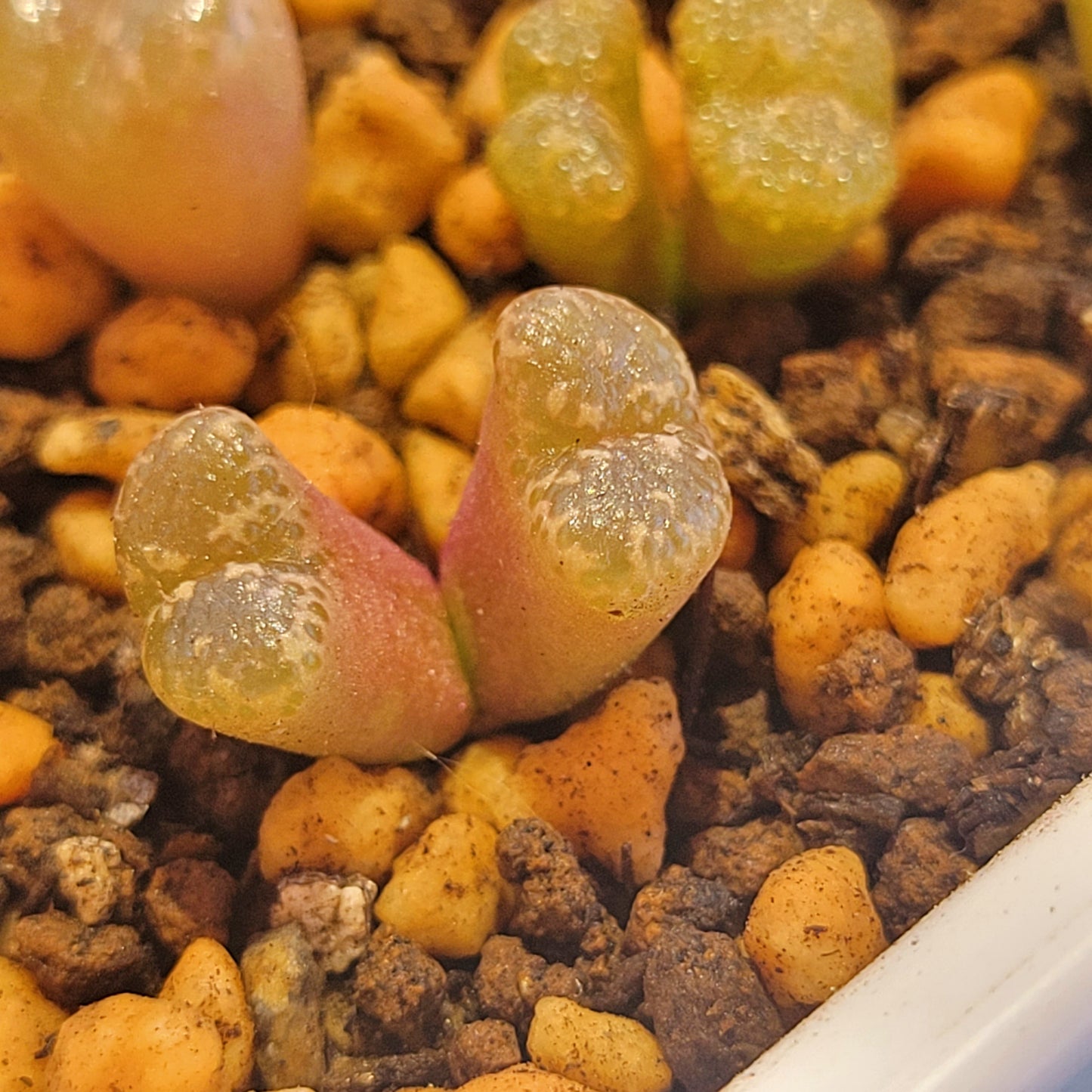 Conophytum Pellucidum 3km Kweekfontein Multiple Heads Available