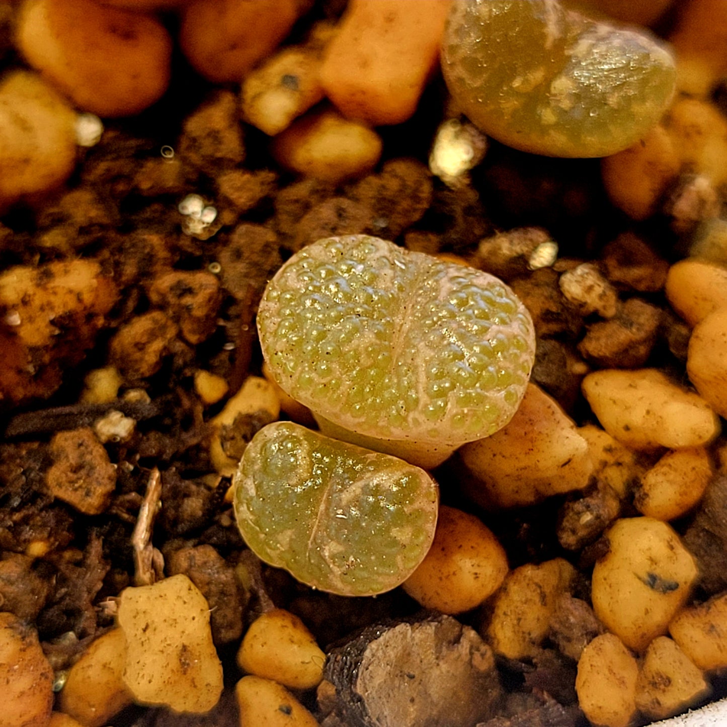 Conophytum Pellucidum 3km Kweekfontein Multiple Heads Available