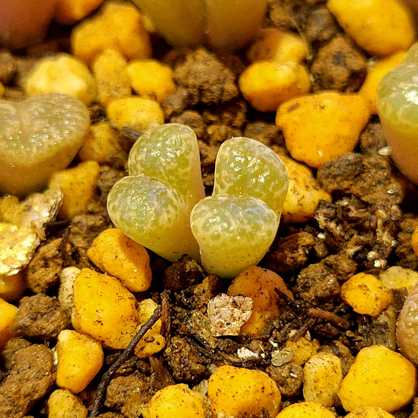 Conophytum Pellucidum 3km Kweekfontein Multiple Heads Available