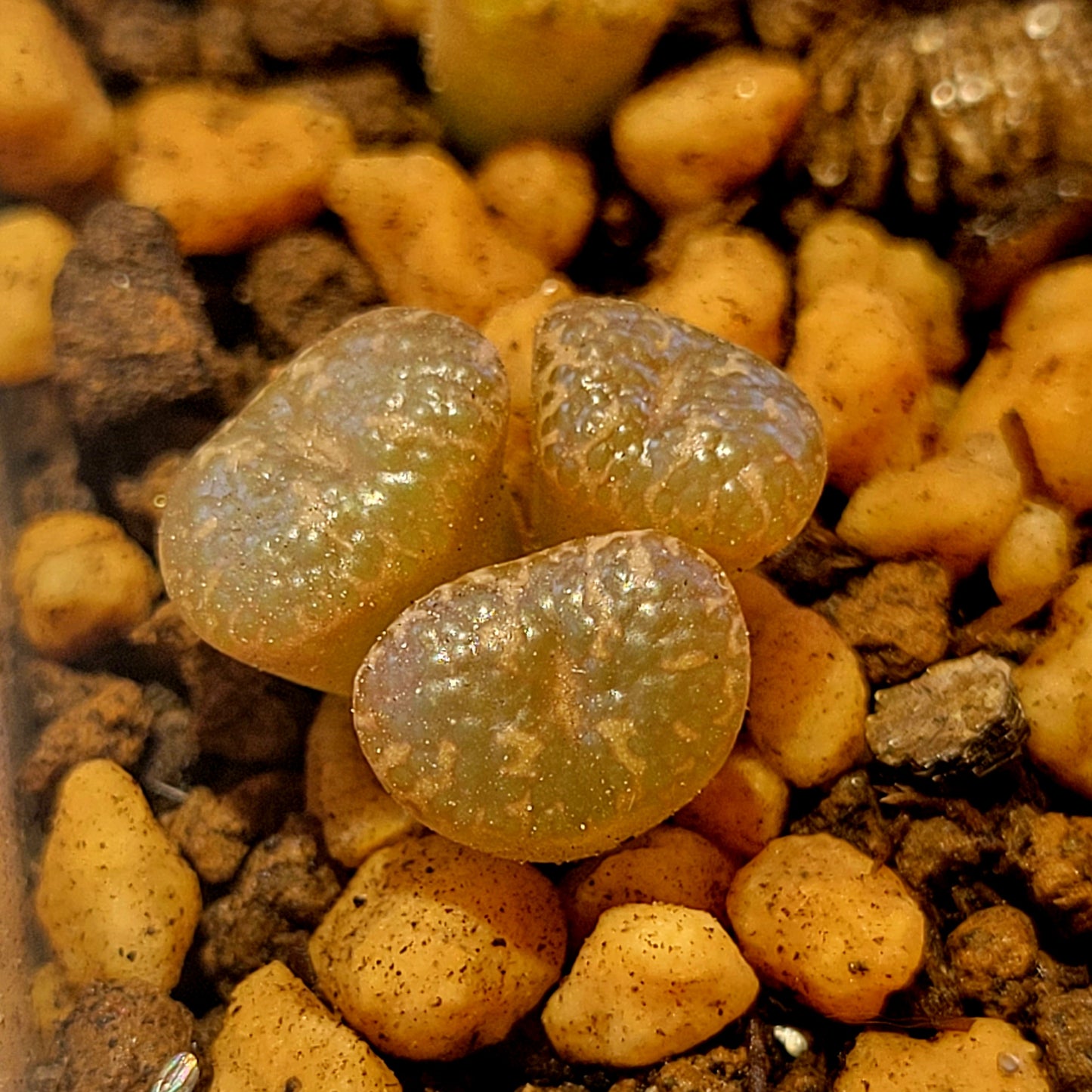 Conophytum Pellucidum 3km Kweekfontein Multiple Heads Available